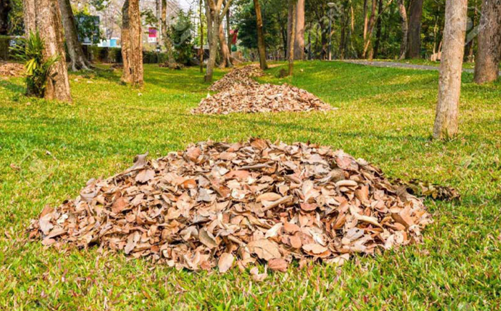 بررسی ضررهای سوزاندن برگ گیاهان + روش جایگزین (چالکود)