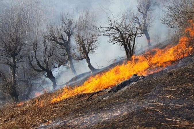 بررسی ضررهای سوزاندن برگ گیاهان - آتش سوزی گسترده