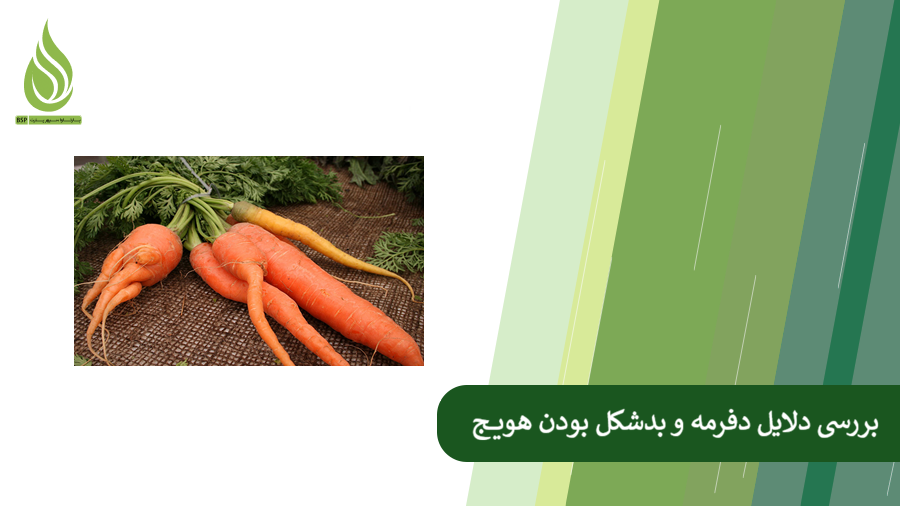 بررسی دلایل بدشکل بودن هویج و راهکارهای آن