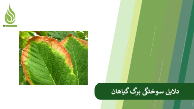 تصویر چرا برگ گیاه ها در مزرعه دچار سوختگی می شود؟ (بررسی دلایل مختلف و ارائه راه حل)