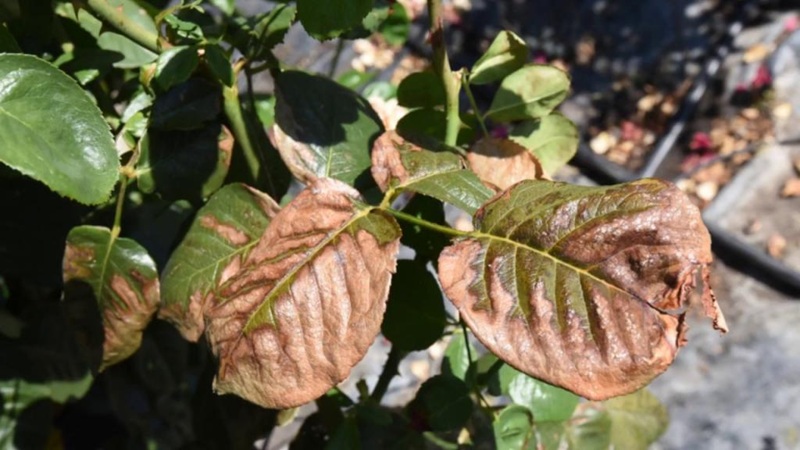 سوختگی برگ گیاه در اثر نور زیاد