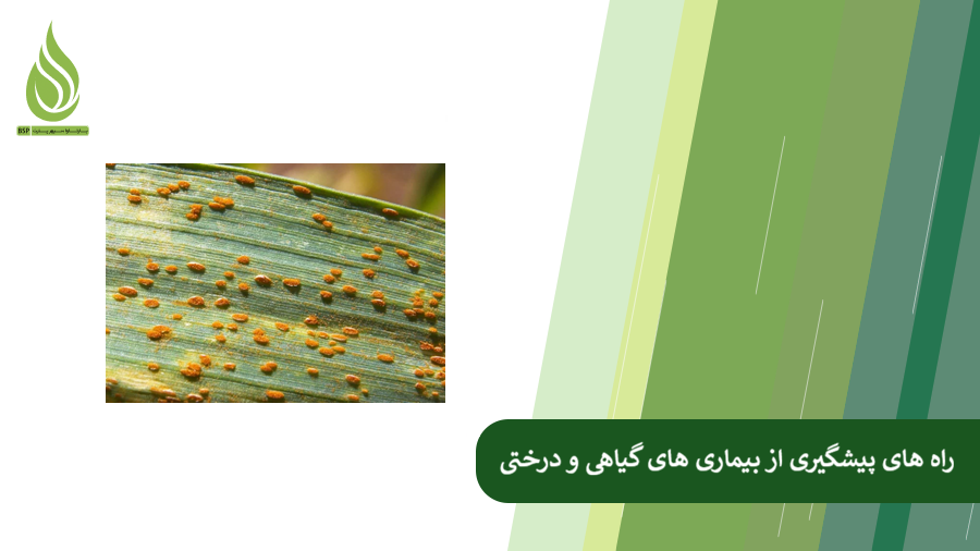 روش های جلوگیری از بیماری گیاهان و درختان