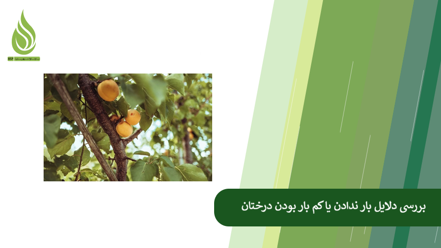 بررسی علت های میوه ندادن درخت