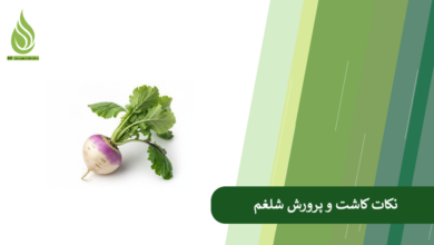 تصویر راهنمای جامع کاشت، نگهداری و کوددهی به گیاه شلغم