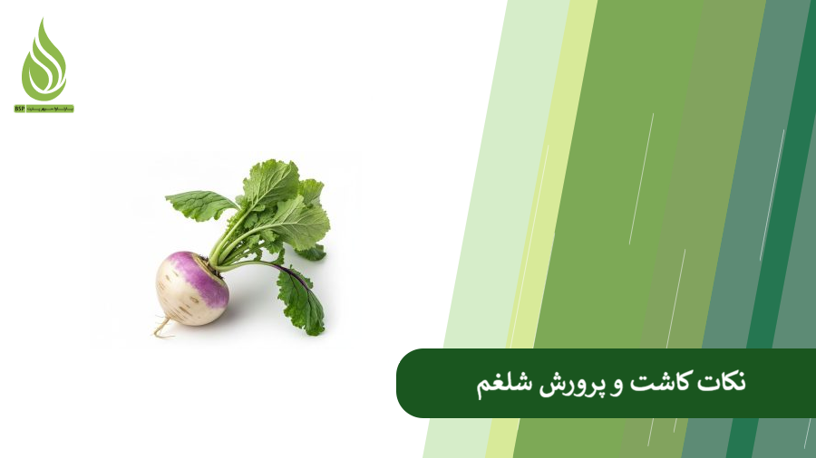 نکات کوددهی و کاشت شلغم