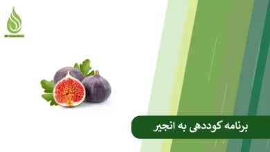 تصویر برنامه کوددهی به انجیر برای افزایش رشد، باردهی و کیفیت میوه