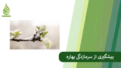 تصویر چگونه از خسارت سرمازدگی دیررس بهاره به باغ جلوگیری کنیم؟