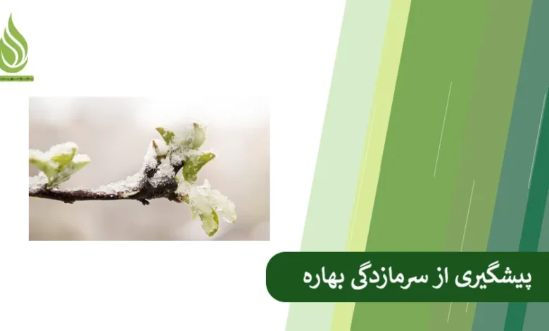 تصویر چگونه از خسارت سرمازدگی دیررس بهاره به باغ جلوگیری کنیم؟