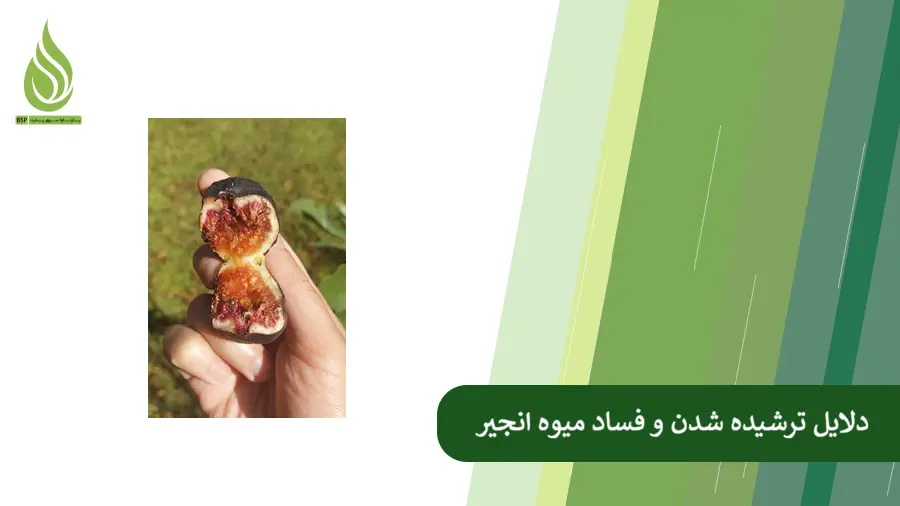 ترش شدن انجیر روی درخت و جلوگیری از آن