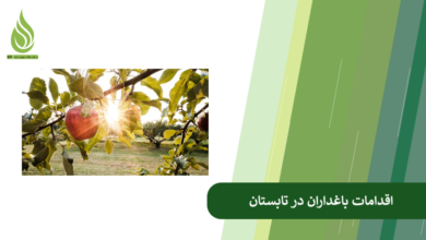 تصویر در تابستان برای باغ میوه چه کنیم؟ (لیست اقدامات مراقبت از درختان در تابستان)