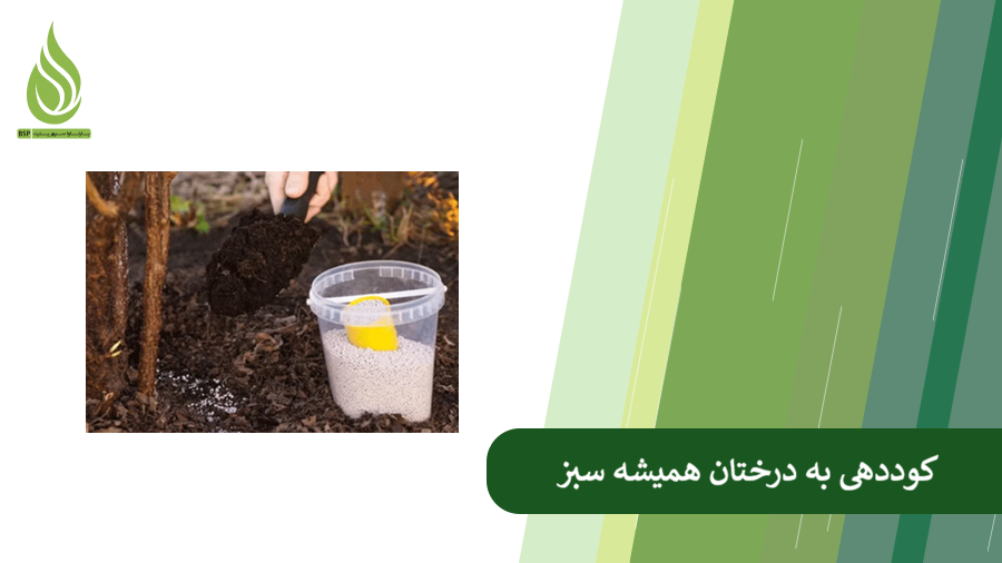 کود مناسب درختان همیشه سبز