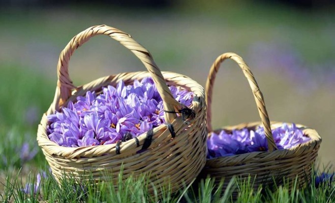 روش های افزایش گلدهی زعفران
