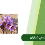 روش های افزایش گلدهی زعفران