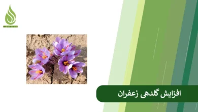 تصویر علت کم گل دادن زعفران چیست؟ چگونه گل دهی زعفران را افزایش دهیم؟