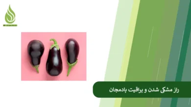 تصویر چرا بادمجان های شما رنگ نمی گیرند؟ (راهکارهای رسیدن به بادمجان مشکی و براق)