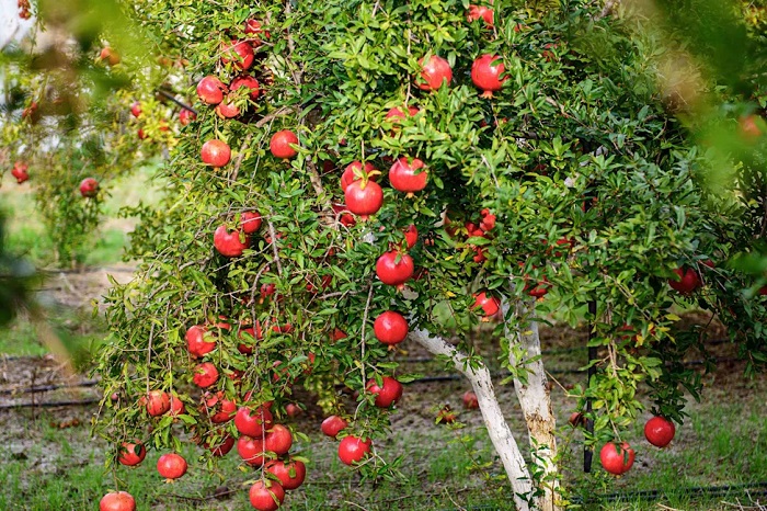 Pomegranate in dry areas