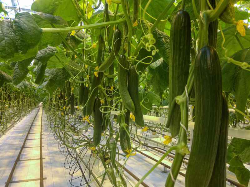 Greenhouse cucumber fertilizer