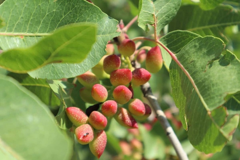 Increasing pistachio yield