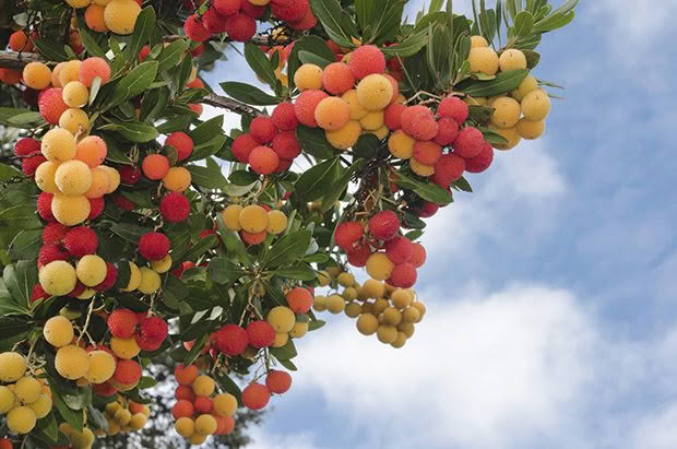 Drought resistance of fruit trees