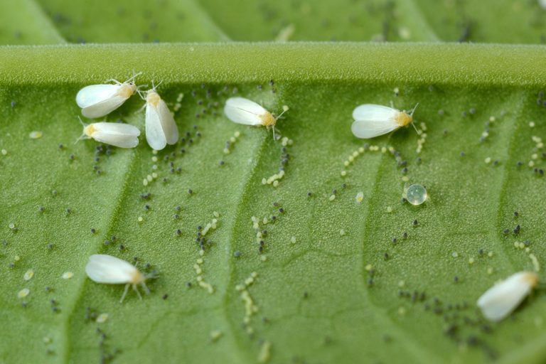 Greenhouse pests