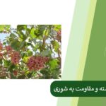 Increasing pistachio yield