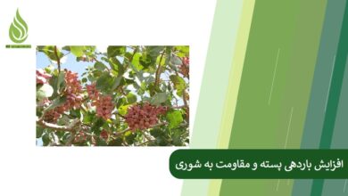 تصویر روش های افزایش باردهی پسته و مقاومت به شوری