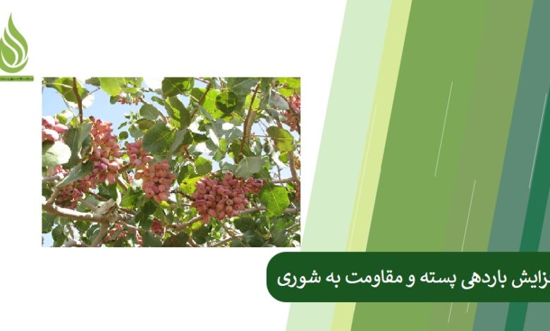 تصویر روش های افزایش باردهی پسته و مقاومت به شوری