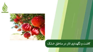 تصویر کاشت و نگهداری انار در مناطق خشک + برنامه کود دهی انار