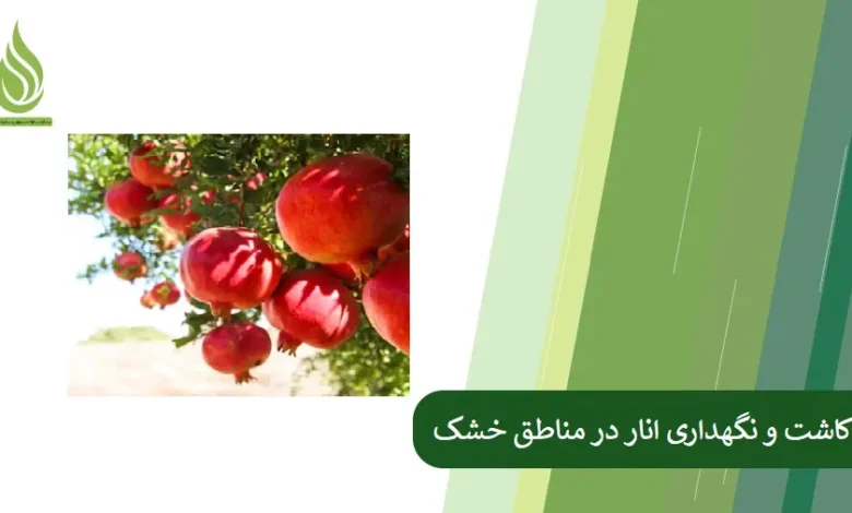 تصویر کاشت و نگهداری انار در مناطق خشک + برنامه کود دهی انار
