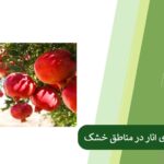 Pomegranate in dry areas