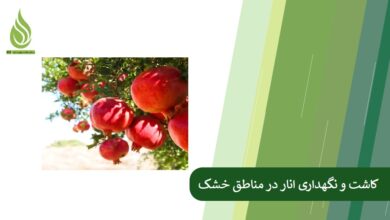 تصویر کاشت و نگهداری انار در مناطق خشک + برنامه کود دهی انار