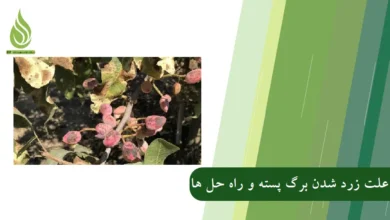 تصویر علت زرد شدن برگ های پسته و راه حل های تغذیه ای