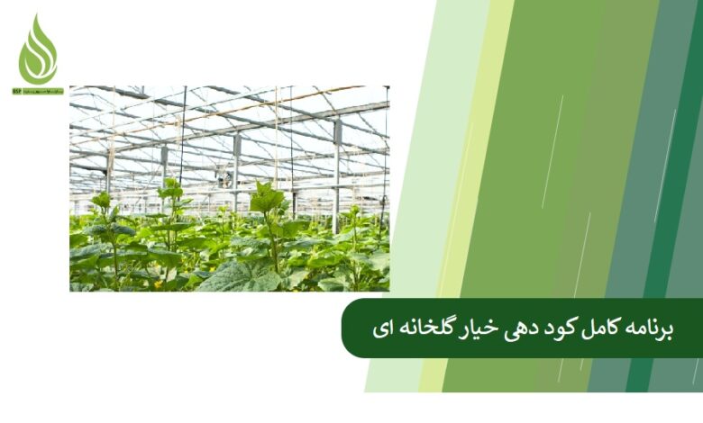 تصویر برنامه کامل کود دهی خیار گلخانه ای؛ از نشا تا برداشت