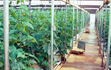 Greenhouse cucumber fertilizer