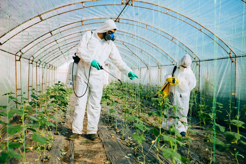 Greenhouse pests