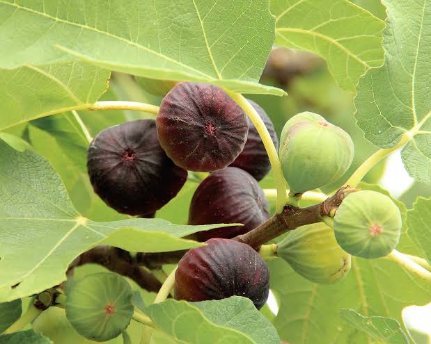 Drought resistance of fruit trees