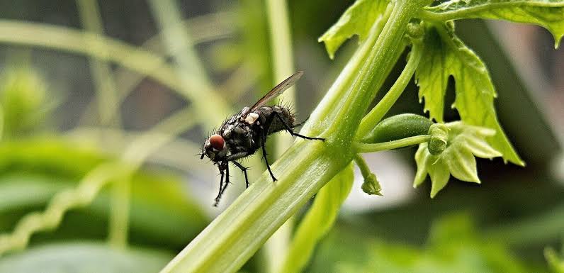 Greenhouse pests
