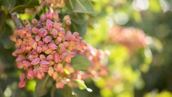 Increasing pistachio yield