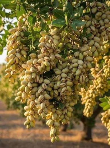 Increasing pistachio yield