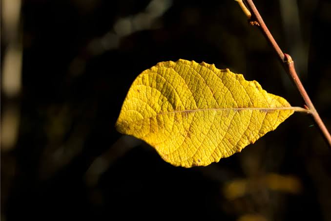 Yellowing of pistachio leaves