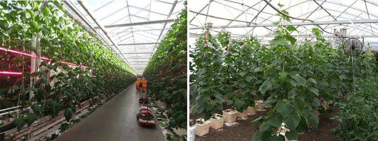 Greenhouse cucumber fertilizer