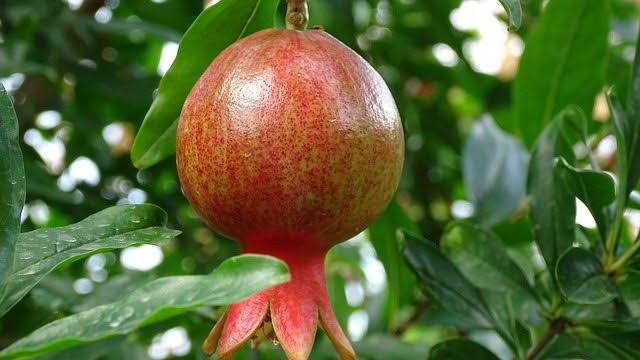 Pomegranate in dry areas