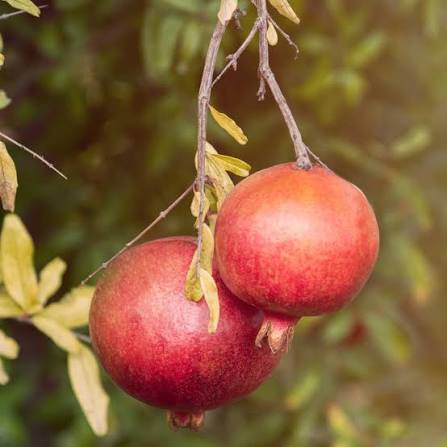 Pomegranate in dry areas