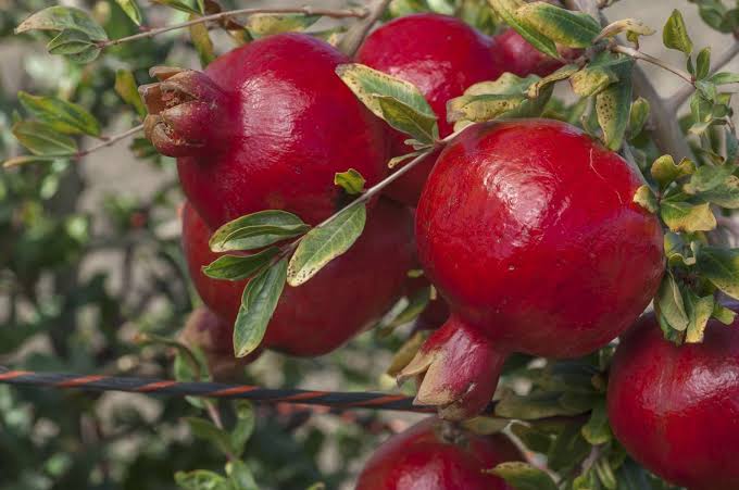 Pomegranate in dry areas