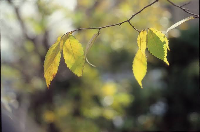 Yellowing of pistachio leaves