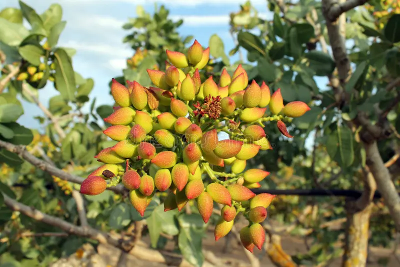 Yellowing of pistachio leaves