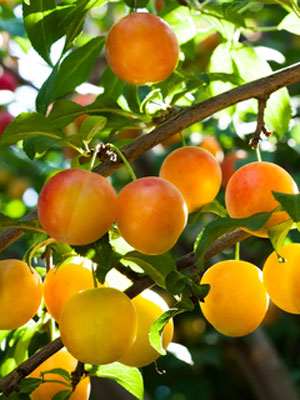 Plum fertilization