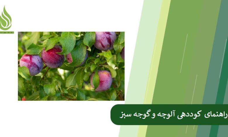 تصویر راهنمای جامع کاشت و کوددهی آلوچه و گوجه سبز
