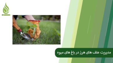 تصویر بهترین روش ها برای مدیریت علف های هرز در باغ های میوه