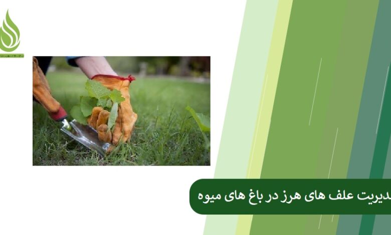تصویر بهترین روش ها برای مدیریت علف های هرز در باغ های میوه